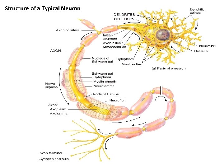 Structure of a Typical Neuron 
