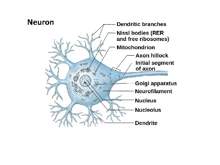 Neuron 