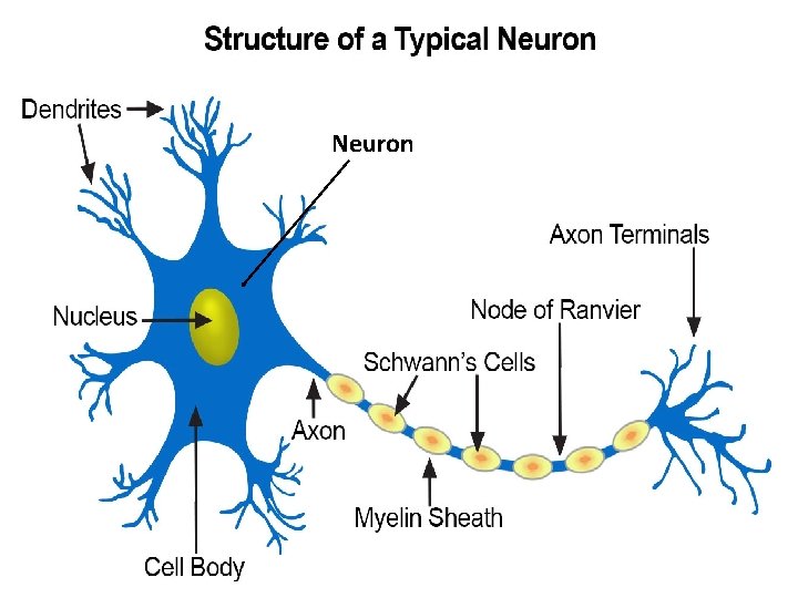 Neuron 