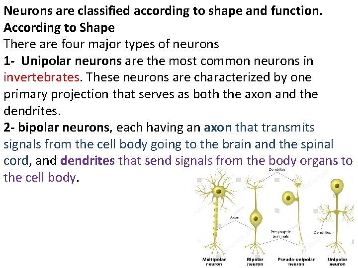 Neurons are classified according to shape and function. According to Shape There are four
