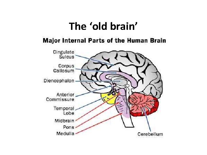 The ‘old brain’ 