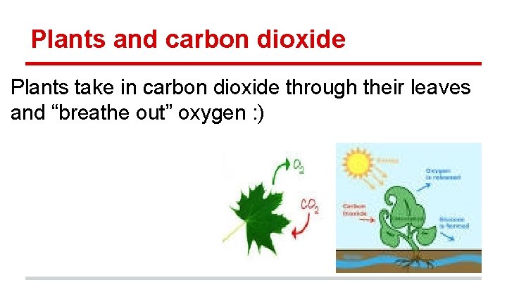 Plants and carbon dioxide Plants take in carbon dioxide through their leaves and “breathe