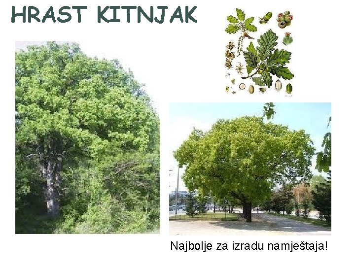 HRAST KITNJAK Najbolje za izradu namještaja! 