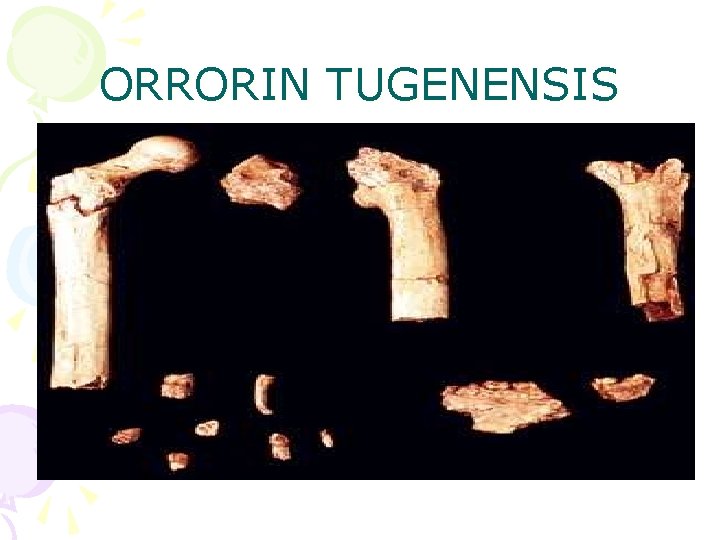 ORRORIN TUGENENSIS 