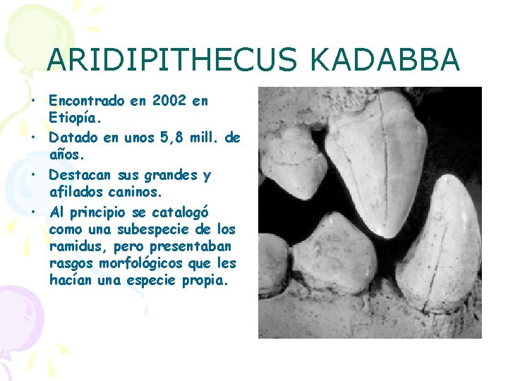 ARIDIPITHECUS KADABBA • Encontrado en 2002 en Etiopía. • Datado en unos 5, 8