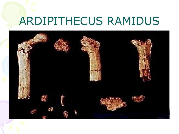 ARDIPITHECUS RAMIDUS 