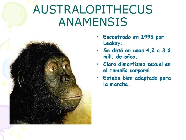 AUSTRALOPITHECUS ANAMENSIS • Encontrado en 1995 por Leakey. • Se dató en unos 4,