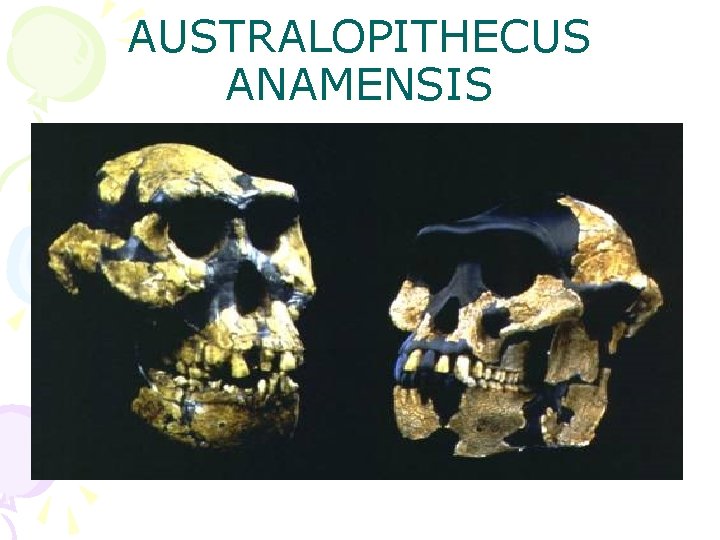 AUSTRALOPITHECUS ANAMENSIS 