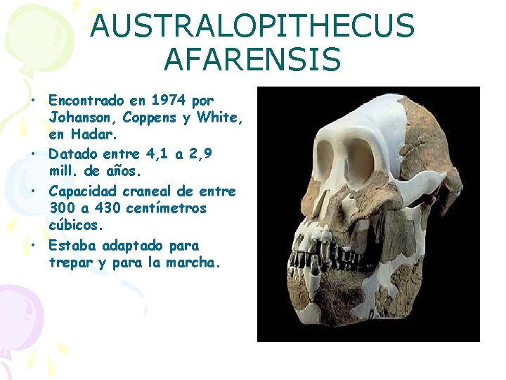 AUSTRALOPITHECUS AFARENSIS • Encontrado en 1974 por Johanson, Coppens y White, en Hadar. •