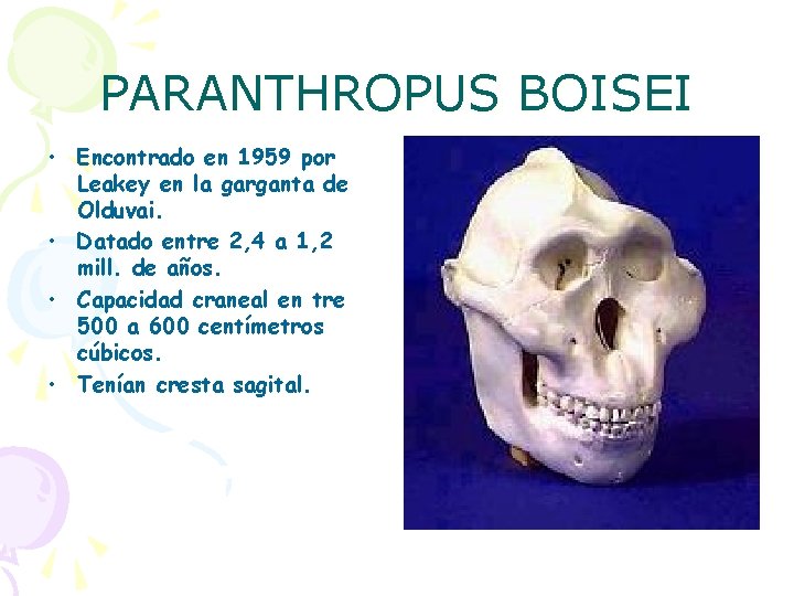 PARANTHROPUS BOISEI • Encontrado en 1959 por Leakey en la garganta de Olduvai. •