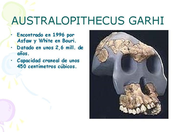 AUSTRALOPITHECUS GARHI • Encontrado en 1996 por Asfaw y White en Bouri. • Datado