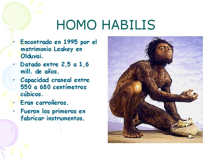 HOMO HABILIS • Encontrado en 1995 por el matrimonio Leakey en Olduvai. • Datado