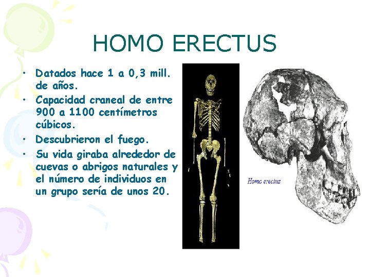 HOMO ERECTUS • Datados hace 1 a 0, 3 mill. de años. • Capacidad