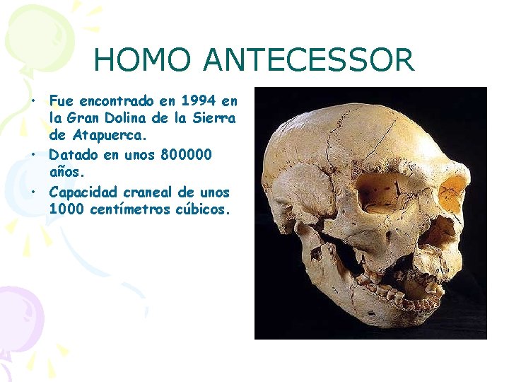 HOMO ANTECESSOR • Fue encontrado en 1994 en la Gran Dolina de la Sierra