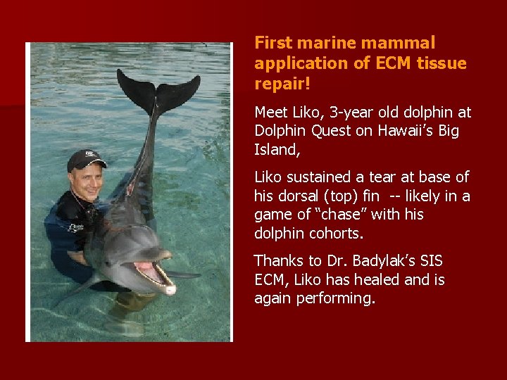 First marine mammal application of ECM tissue repair! Meet Liko, 3 -year old dolphin