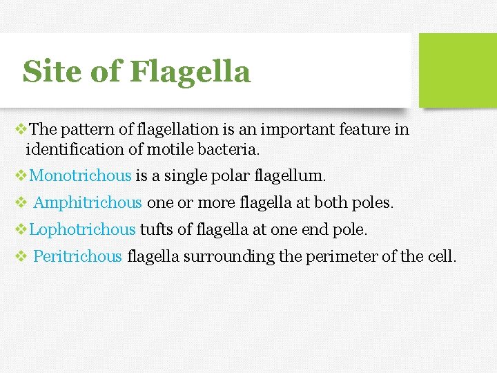 Site of Flagella v. The pattern of flagellation is an important feature in identification