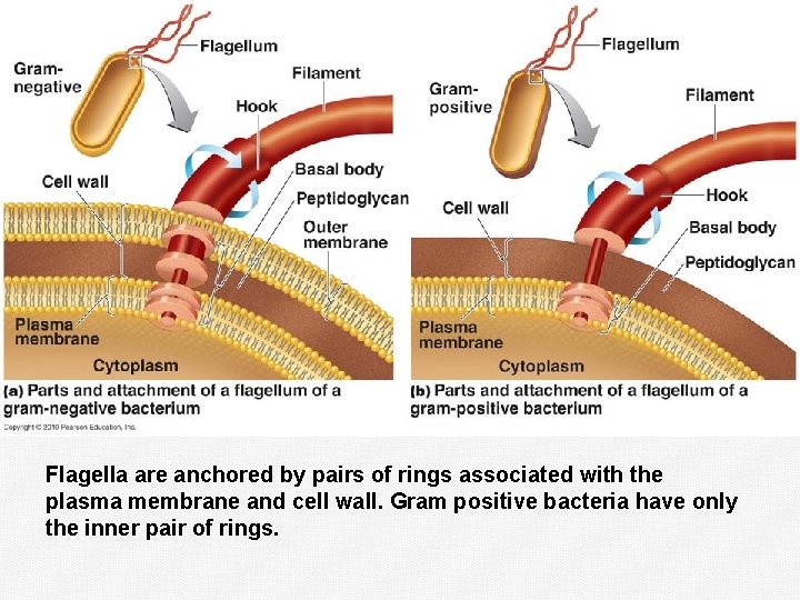 Flagella are anchored by pairs of rings associated with the plasma membrane and cell