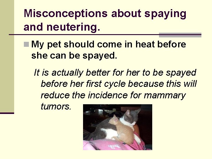 Misconceptions about spaying and neutering. n My pet should come in heat before she