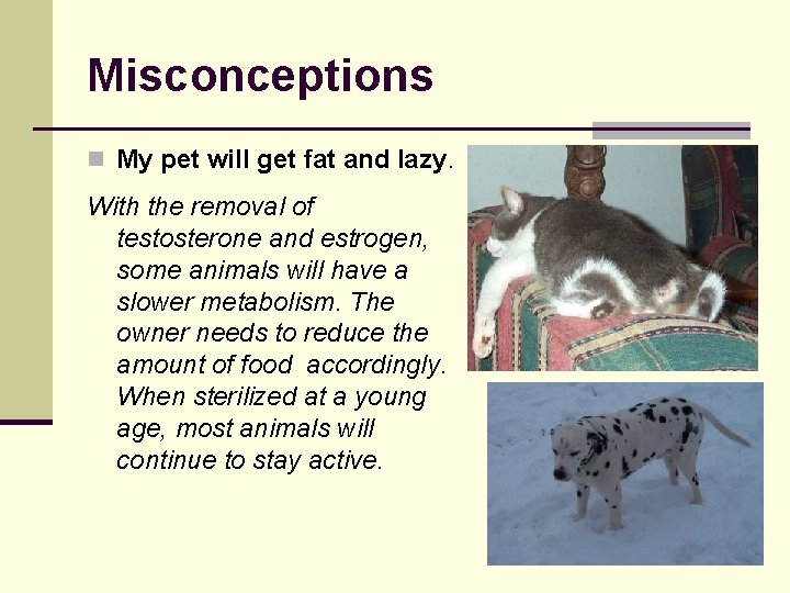 Misconceptions n My pet will get fat and lazy. With the removal of testosterone