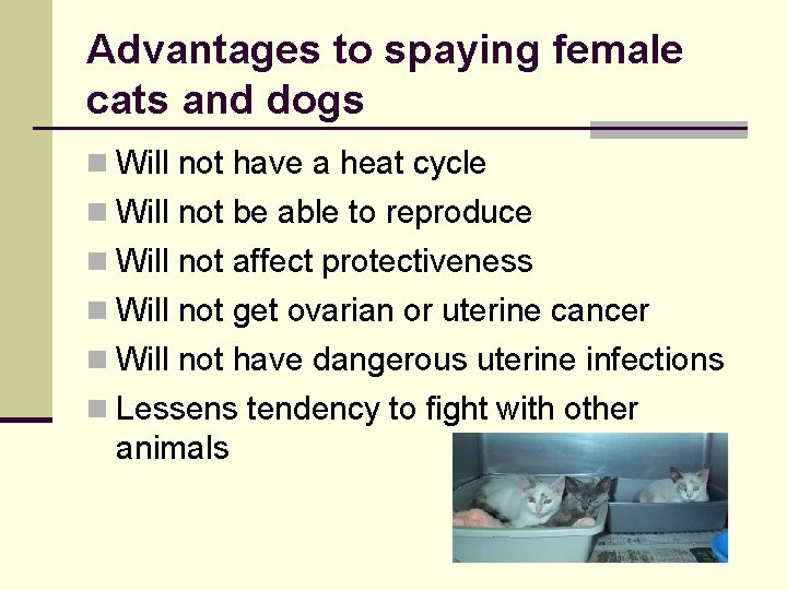 Advantages to spaying female cats and dogs n Will not have a heat cycle