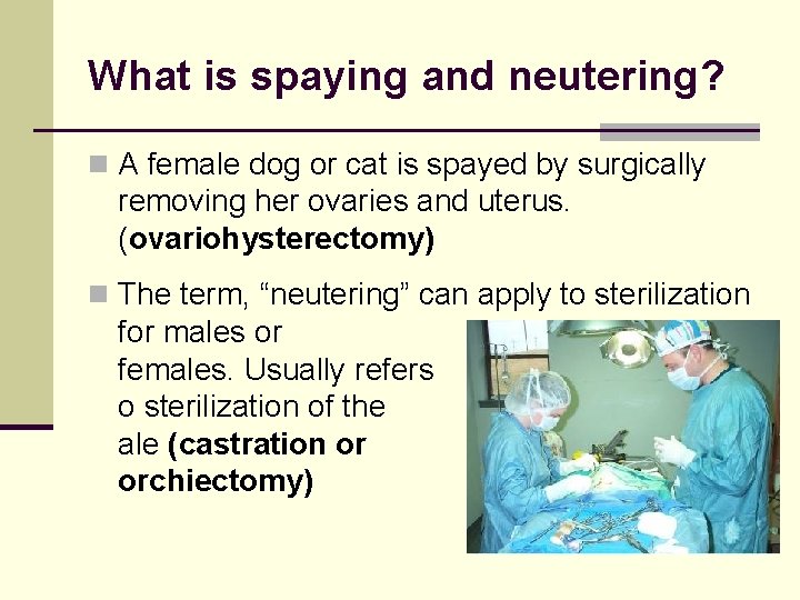 What is spaying and neutering? n A female dog or cat is spayed by