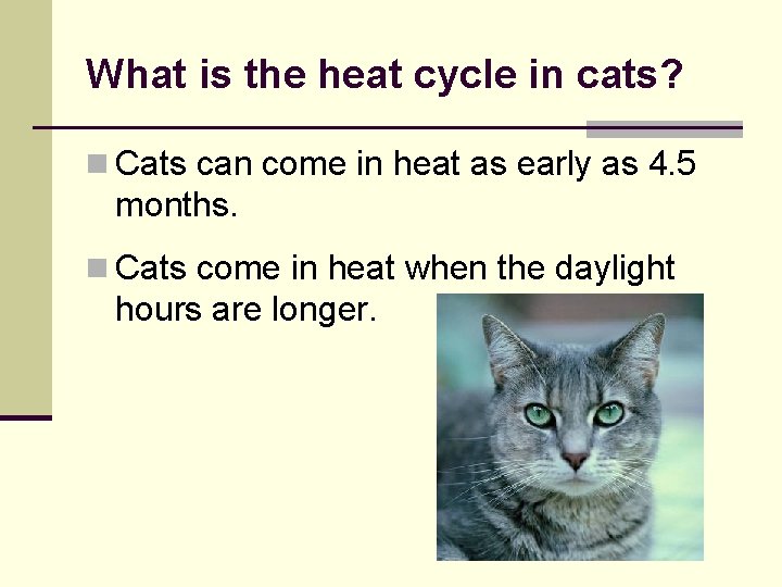 What is the heat cycle in cats? n Cats can come in heat as