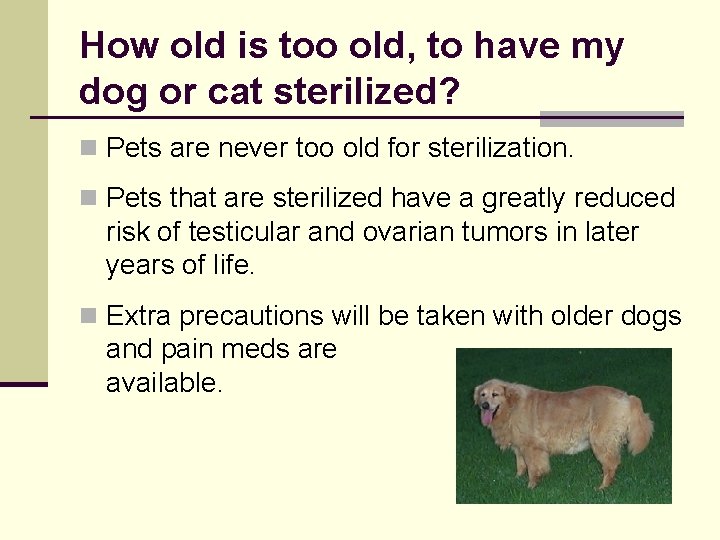 How old is too old, to have my dog or cat sterilized? n Pets