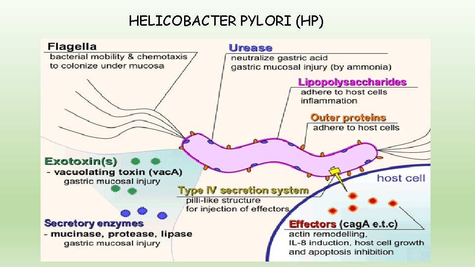 HELICOBACTER PYLORI (HP) 