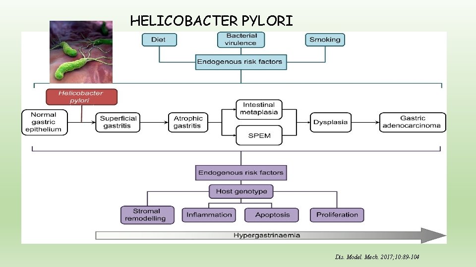 HELICOBACTER PYLORI Dis. Model. Mech. 2017; 10: 89 -104 