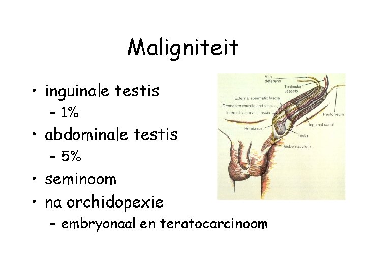 Maligniteit • inguinale testis – 1% • abdominale testis – 5% • seminoom •