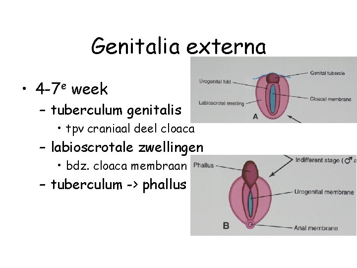 Genitalia externa • 4 -7 e week – tuberculum genitalis • tpv craniaal deel