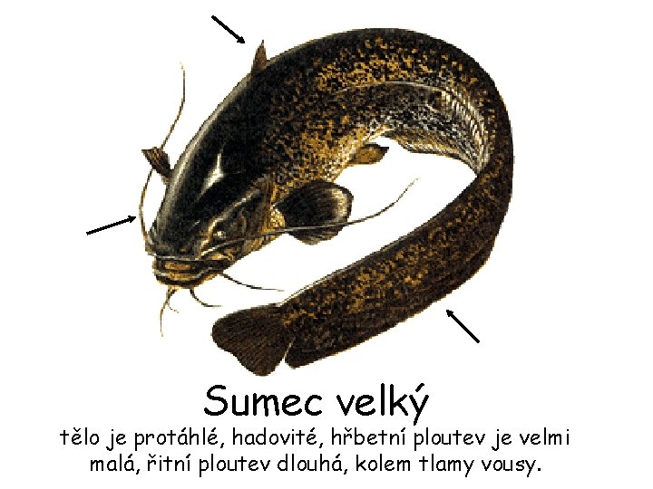 Sumec velký tělo je protáhlé, hadovité, hřbetní ploutev je velmi malá, řitní ploutev dlouhá,