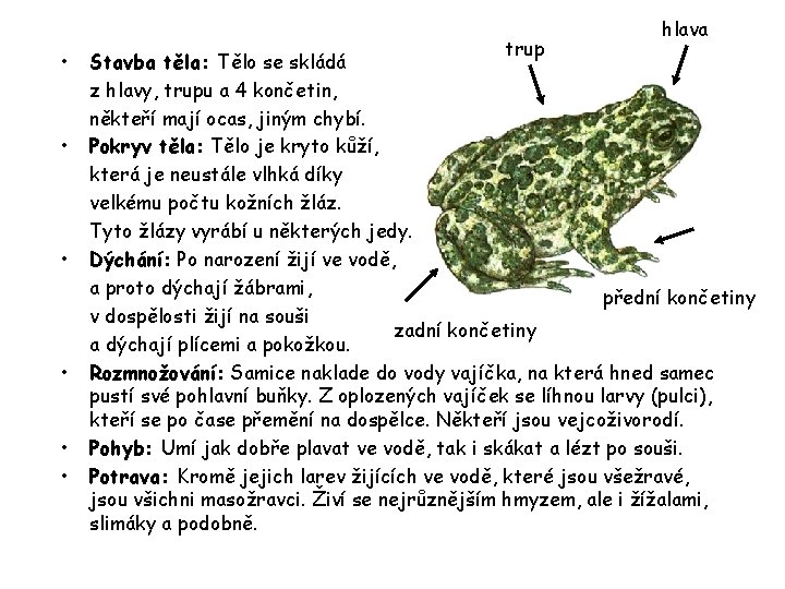 hlava • • • trup Stavba těla: Tělo se skládá z hlavy, trupu a