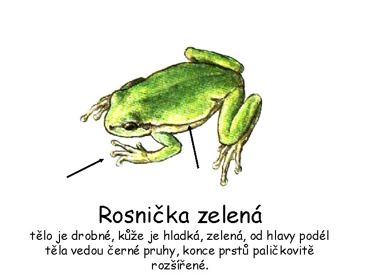 Rosnička zelená tělo je drobné, kůže je hladká, zelená, od hlavy podél těla vedou