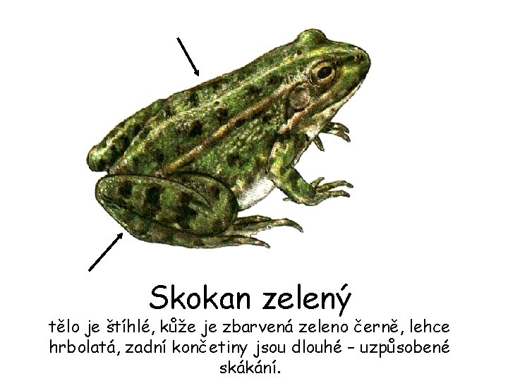 Skokan zelený tělo je štíhlé, kůže je zbarvená zeleno černě, lehce hrbolatá, zadní končetiny