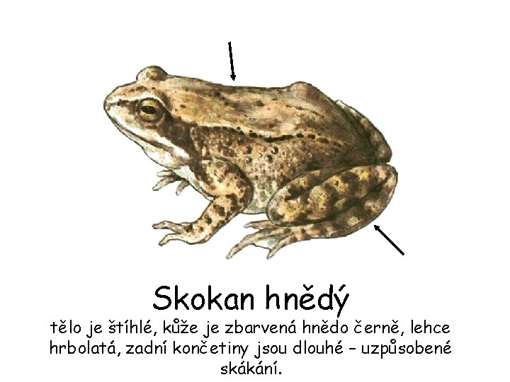 Skokan hnědý tělo je štíhlé, kůže je zbarvená hnědo černě, lehce hrbolatá, zadní končetiny