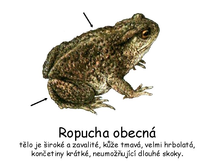 Ropucha obecná tělo je široké a zavalité, kůže tmavá, velmi hrbolatá, končetiny krátké, neumožňující