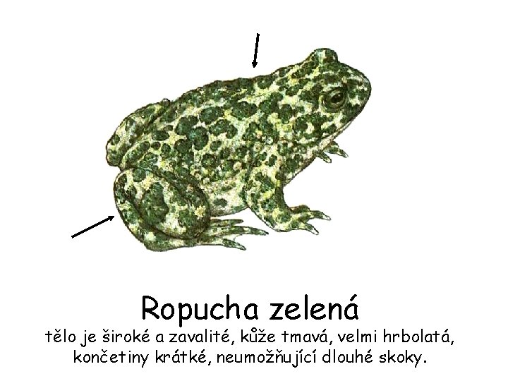 Ropucha zelená tělo je široké a zavalité, kůže tmavá, velmi hrbolatá, končetiny krátké, neumožňující