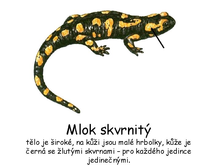 Mlok skvrnitý tělo je široké, na kůži jsou malé hrbolky, kůže je černá se