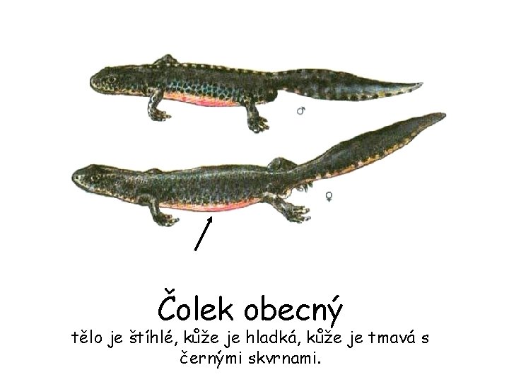 Čolek obecný tělo je štíhlé, kůže je hladká, kůže je tmavá s černými skvrnami.