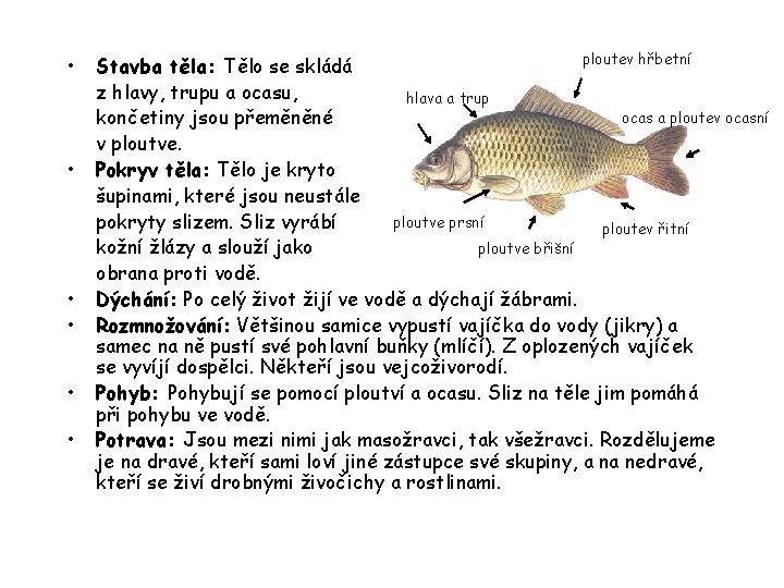  • • • ploutev hřbetní Stavba těla: Tělo se skládá z hlavy, trupu