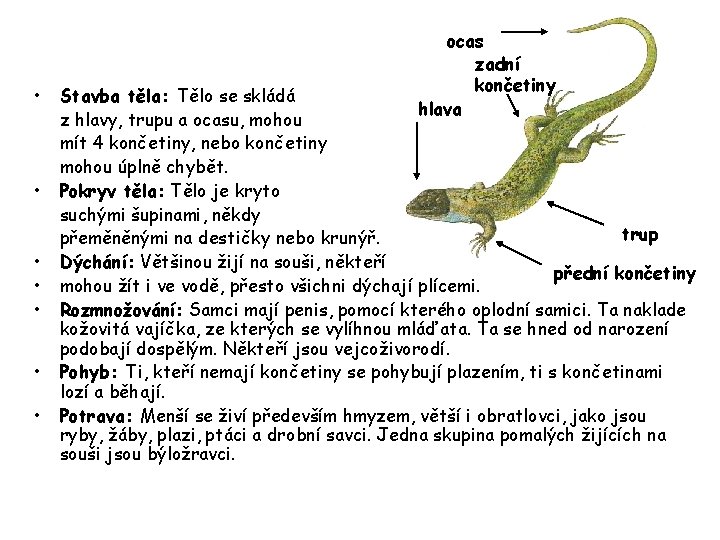  • • ocas zadní končetiny hlava Stavba těla: Tělo se skládá z hlavy,