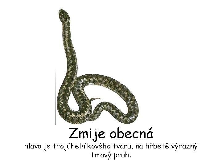 Zmije obecná hlava je trojúhelníkového tvaru, na hřbetě výrazný tmavý pruh. 