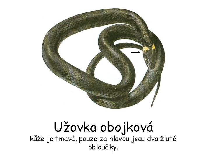 Užovka obojková kůže je tmavá, pouze za hlavou jsou dva žluté obloučky. 