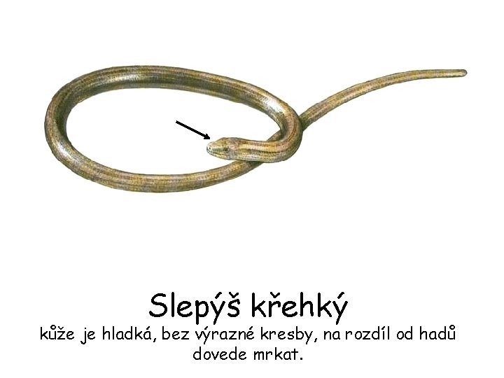 Slepýš křehký kůže je hladká, bez výrazné kresby, na rozdíl od hadů dovede mrkat.