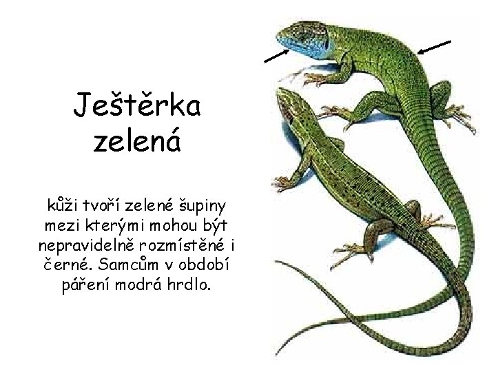 Ještěrka zelená kůži tvoří zelené šupiny mezi kterými mohou být nepravidelně rozmístěné i černé.