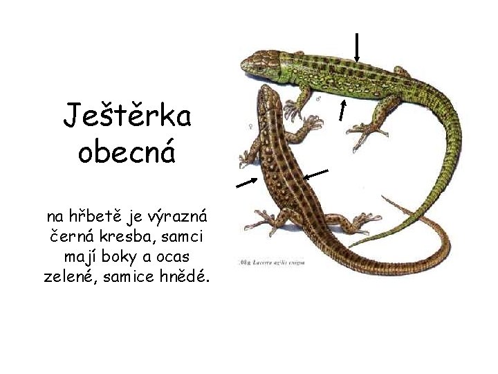 Ještěrka obecná na hřbetě je výrazná černá kresba, samci mají boky a ocas zelené,