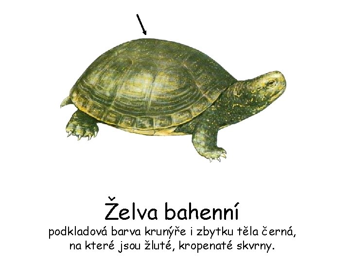 Želva bahenní podkladová barva krunýře i zbytku těla černá, na které jsou žluté, kropenaté