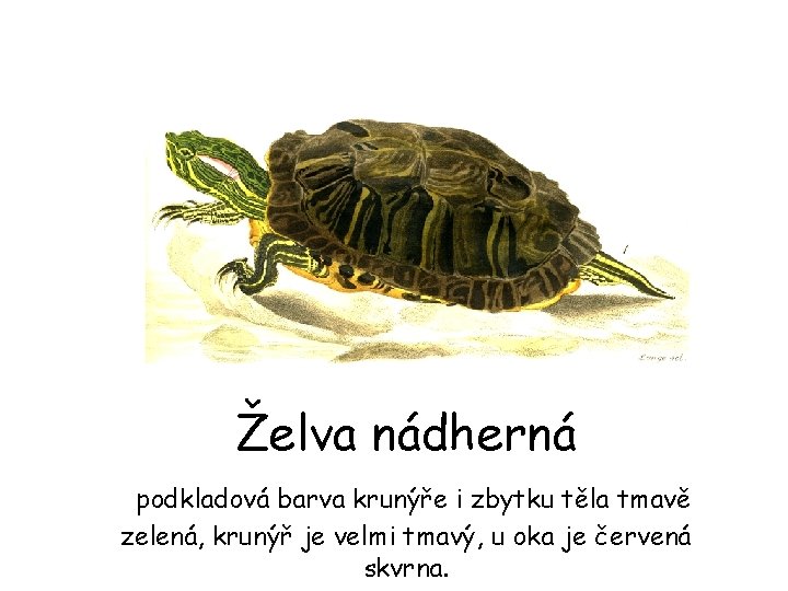 Želva nádherná podkladová barva krunýře i zbytku těla tmavě zelená, krunýř je velmi tmavý,