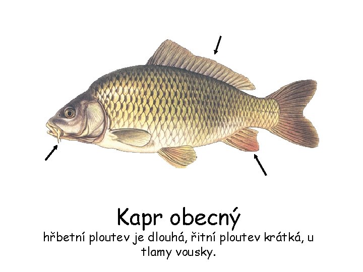 Kapr obecný hřbetní ploutev je dlouhá, řitní ploutev krátká, u tlamy vousky. 